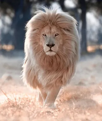 Самый красивый лев фото 