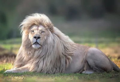 Красивый, детализированный лев, очень …» — создано в Шедевруме