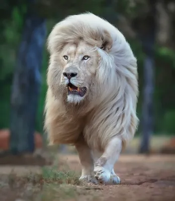 Фото льва, который завораживает своей красотой | Самый красивый лев Фото  №509866 скачать