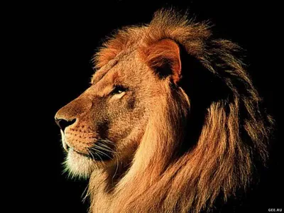 В Новосибирском зоопарке умер самый красивый лев – 13-летний Сэм