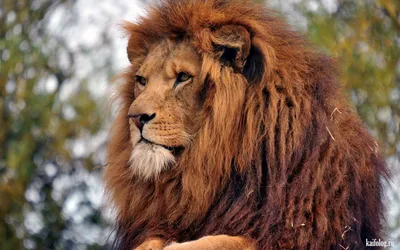 Самый красивый лев» — создано в Шедевруме