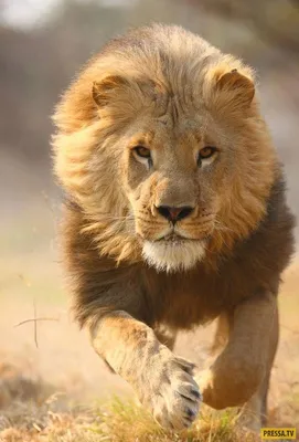 Бутылка спортивная Самый красивый лев — купить по цене 1060 руб в  интернет-магазине #3449553