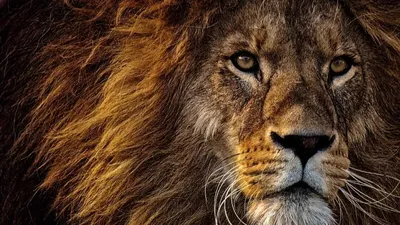 Лев из Китая завирусился в соцсетях благодаря своей прическе - Газета.Ru |  Новости