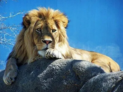 Выбран самый красивый MAN в Европе. «Белый лев» обошел участников из 18  стран [ФОТО] | trans.info