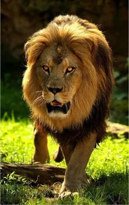 самый красивый лев масаи стоковое изображение. изображение насчитывающей  фауна - 255451187