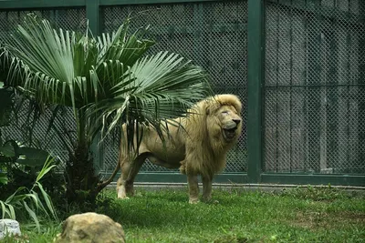 Мужская майка Самый красивый лев — купить по цене 990 руб в  интернет-магазине #3449553