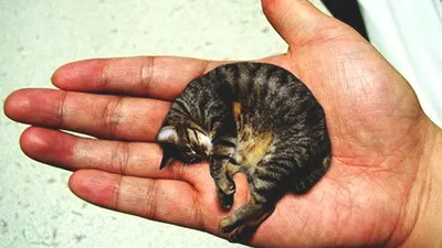 Самый маленький кот в мире фото 