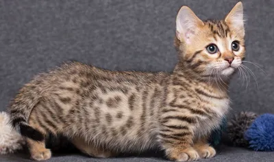 Самая маленькая кошка в мире: топ-10 пород