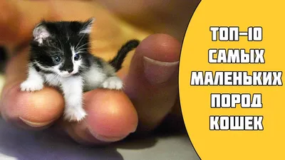 Самый маленький кот в мире - 68 фото