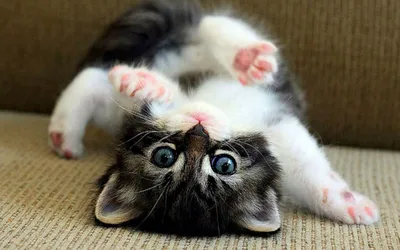 Самый маленький кот в мире» — создано в Шедевруме