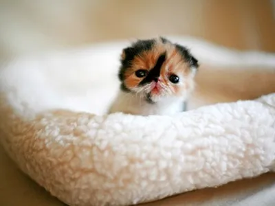 Самый маленький кот в мире: котенок или манчкин?» — создано в Шедевруме