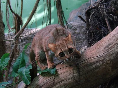Минчанам показали самых маленьких котов в мире