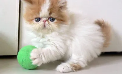 Самый маленький кот в мире с …» — создано в Шедевруме