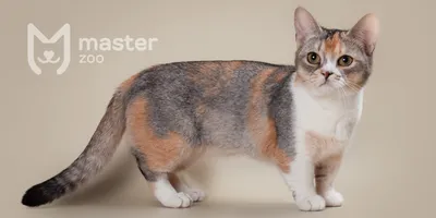 Самый маленький котенок в мире - 78 фото