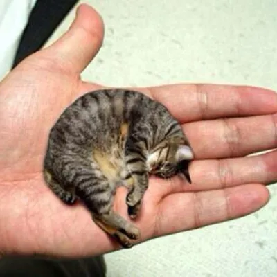 Самый маленький кот в мире стал звездой YouTube - Today.ua