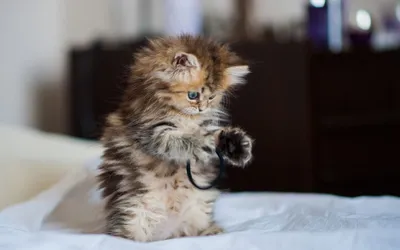 Самый маленький кот в мире - картинки и фото koshka.top