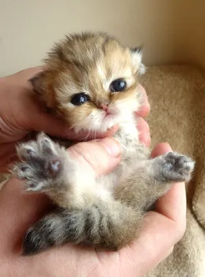 Самый маленький в мире дикий кот попал на видео