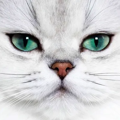 Самый маленький кот в мире - Скиф-Той-Боб | White rabbit | Дзен