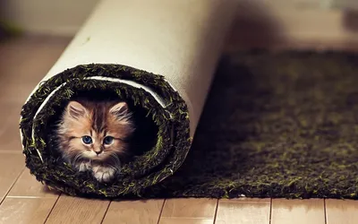 Самая маленькая в мире дикая кошка - ржавая кошка - YouTube