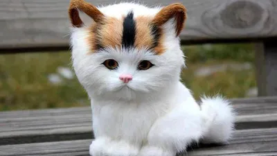 Самые маленькие породы кошек в мире! - YouTube