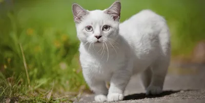 Самый маленький кот в мире - ЯПлакалъ