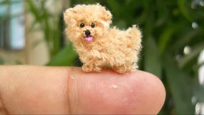 Самый маленький собака в мире фото 