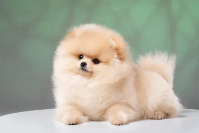 Самые маленькие породы собак в мире: фотографии с названиями десяти  наиболее миниатюрных созданий