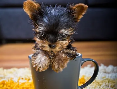Это самая маленькая собака в мире