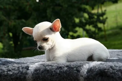 Книга рекордов Гиннесса объявила самую маленькую собаку на планете |  Ветеринария и жизнь