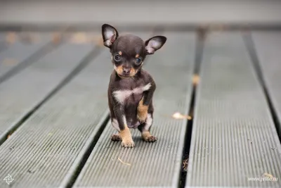 Самая маленькая собака в мире — чихуа-хуа ростом 9 см! Она меньше пульта от  телевизора