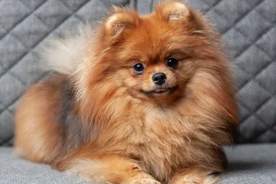 Самые маленькие породы собак в мире - фото и описание | РБК Украина