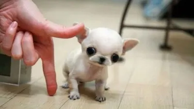 самые маленькие собаки в мире - YouTube