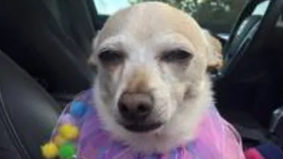 крошечный маленький чихуахуа, фото самых маленьких собак в мире, собака, Hd  фон картинки и Фото для бесплатной загрузки