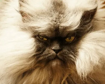 Самый пушистый кот в мире фото фотографии