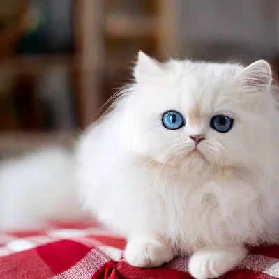 Самый пушистый в мире кот с белой…» — создано в Шедевруме