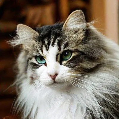 Самый красивый кот» — создано в Шедевруме