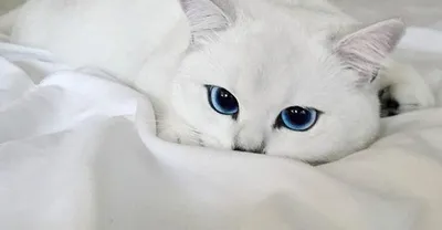 Как сейчас живёт «самый красивый кот в мире»? - Рамблер/новости