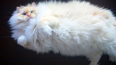 Персик – третий участник конкурса «Самый красивый кот Волгодонска»(НОВОЕ  ФОТО)