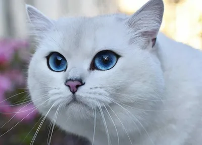 У кота с красивыми глазами более 1,5 миллионов подписчиков «Ochkov.net»