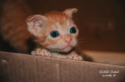 Самый счастливый пушистый милый кот в мире Иллюстрация штока - иллюстрации  насчитывающей смотреть, неистовство: 267155272