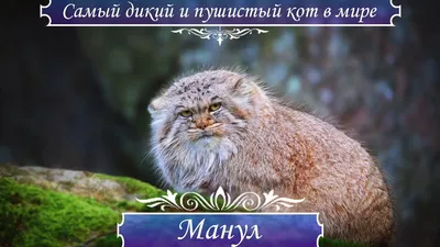 Топ-10 самых дорогих пород кошек - 23.11.2018, Sputnik Таджикистан