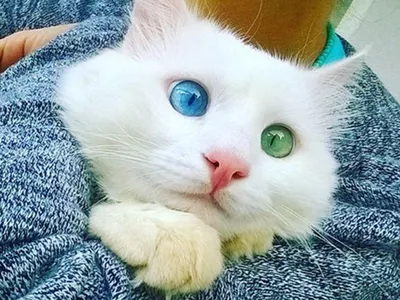 Самый красивый кот из Днепра ищет маму - новости Днепра