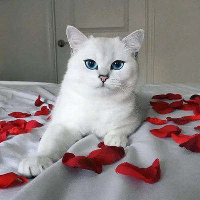 Полковник Мяу - самый пушистый кот • Знаменитые кошки