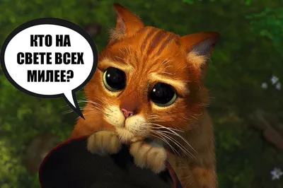 Кот Кефир — самый популярный кот России, фото мейн-куна, который весит 12,5  кг