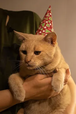 Любвеобильный Барсик в конкурсе \"Самый красивый кот 2018\"
