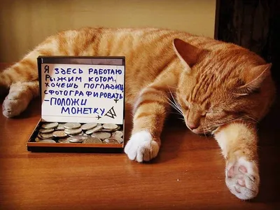 ТОП-10 самых красивых пород кошек (по субъективной оценке редакции) -  Питомцы Mail.ru