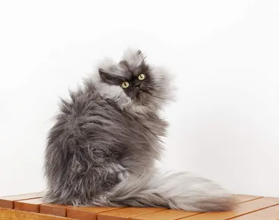 Самый пушистый кот в мире | Котомания | Дзен