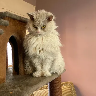 Найден самый устрашающий кот в мире