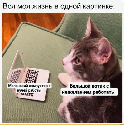 Веселые кошки 2022 — приколы, мемы, картинки и смешные видео с питомцами -  Телеграф