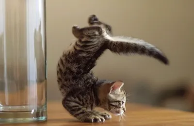 Самый смешной кот в мире | Kittens funny, Baby cats, Funny cat pictures